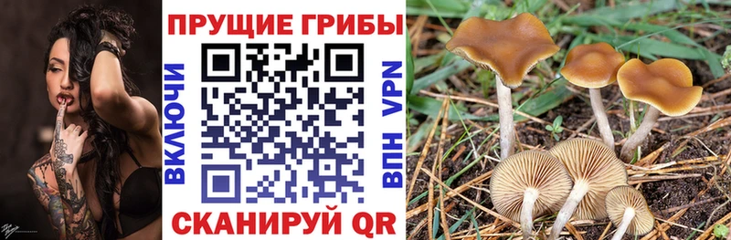 Псилоцибиновые грибы GOLDEN TEACHER  что такое наркотик  Майкоп 